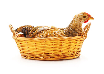 Brown chicken sitting in a wicker basket isolated on a white background. © voren1