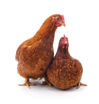 Two brown hens standing together isolated on a white background.
