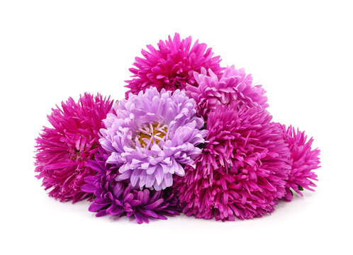 Colorful aster flowers isolated on a white background.