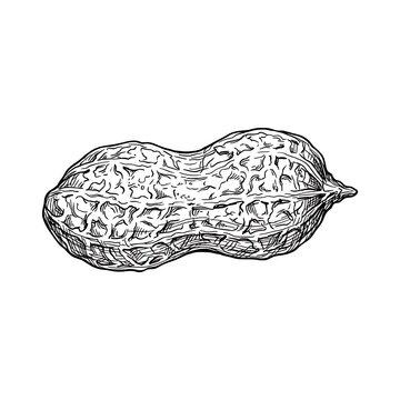 Peanut in Shell Hand-Drawn Line Art | Nut Snack Outline Vector Illustration