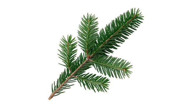Small green spruce pine tree branch needle isolated on transparent background