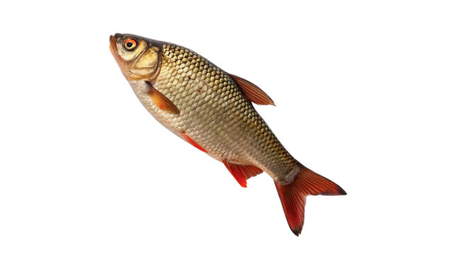 Single fresh raw common roach river fish isolated on transparent background