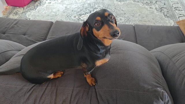 cachorros a vontade em casa 