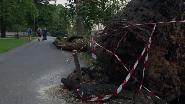 Uprooted tree blocking park path with caution tape while pedestrians walk away nearby