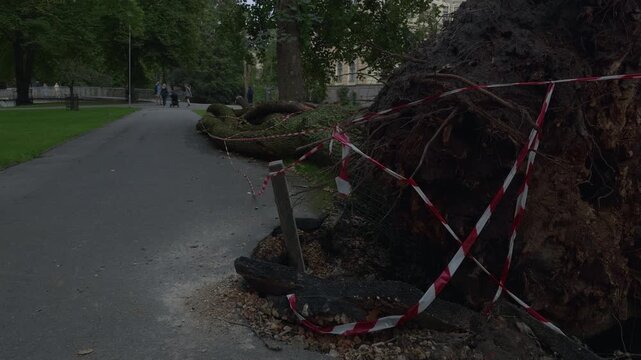 Uprooted tree with exposed root ball cordoned off beside park walkway under muted daylight