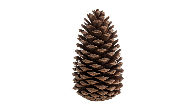 Single dry brown cedar pine tree cone isolated on transparent background