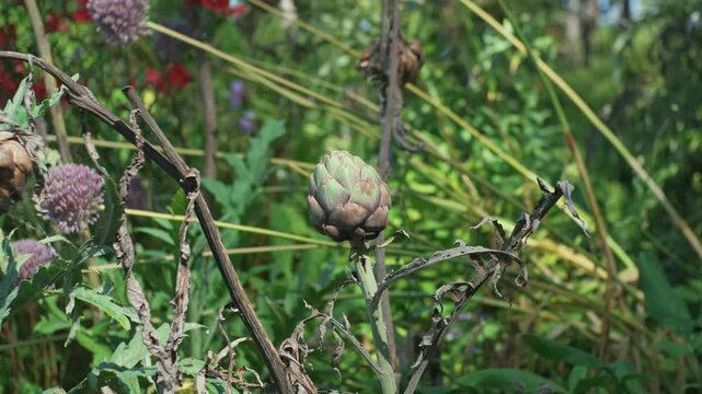 A green globe artichoke grows in a sunny summer garden