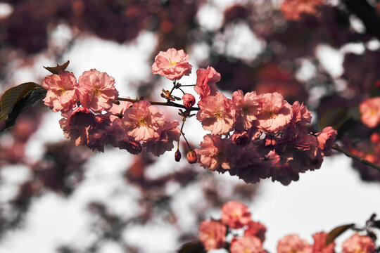 Soft pink double cherry blossoms bloom on branches with dreamy spring bokeh