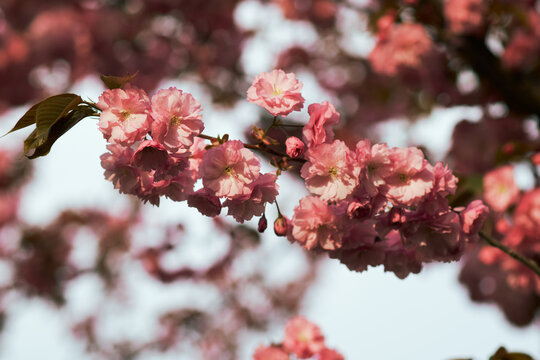 Soft pink double cherry blossoms bloom on branches with dreamy spring bokeh