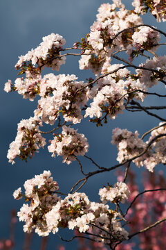 White cherry blossoms on branches against clear blue spring sky in bloom