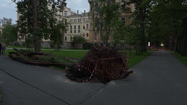 Fallen tree and exposed roots blocking park path beside historic apartment buildings at dusk