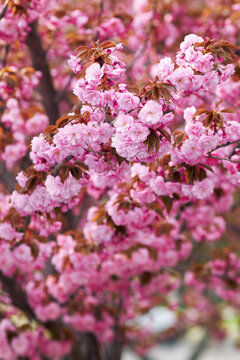 Pink double cherry blossoms blooming densely on tree branches in spring garden