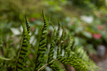 green fern in the forest © Marsha