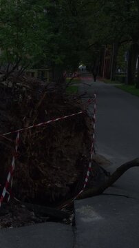 Uprooted tree blocks cracked park walkway beside caution tape and distant pedestrians under dusk light