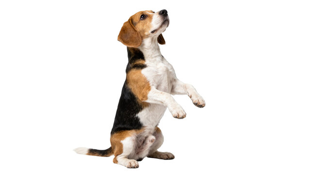 Beagle dog sitting up on hind legs looking up, isolated on transparent background