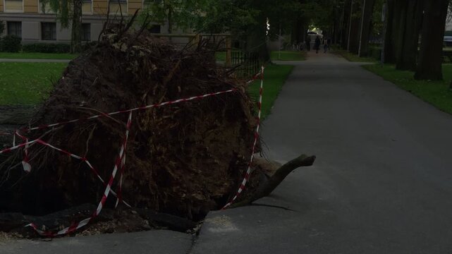 Uprooted tree root ball blocks cracked park walkway beside barrier tape at dusk