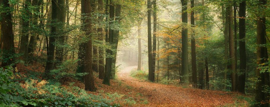 Forest path in autumn with dreamy light and atmospheric fog. Nature shot with calm colors and magical misty mood.