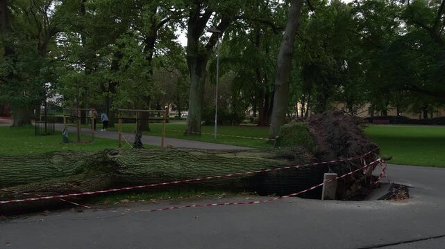 Fallen tree blocks park path with caution tape, exposed roots, and damaged pavement