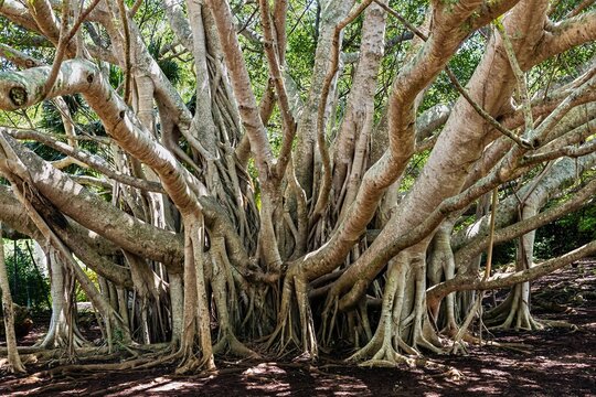 The Ancient Embrace of Bermuda&rsquo;s Banyan Tree.** A Tangle of Roots and Branches in a Tropical Paradise.
