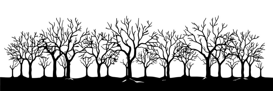 Bare leafless trees silhouette in snowy winter forest orchard landscape vector illustration black white