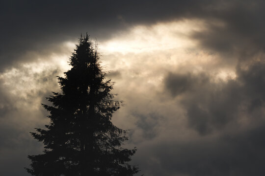 Dramatic sky with warm sunlight and dark clouds behind the silhouette of a coniferous tree 