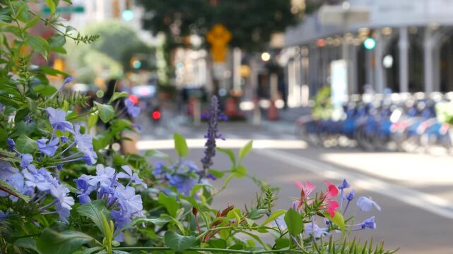 Flowers near Broadway street and Union Square, Manhattan Midtown, New York City, United States of America. Spring or autumn flowerbed bloom and cars on defocused road. people on University place.