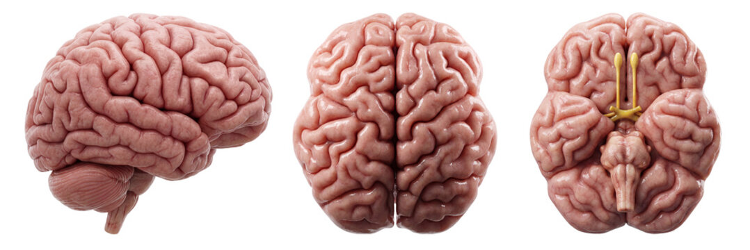 Human brain anatomy. Anatomically 3D render. Side view, bottom view, and top view of human brain.