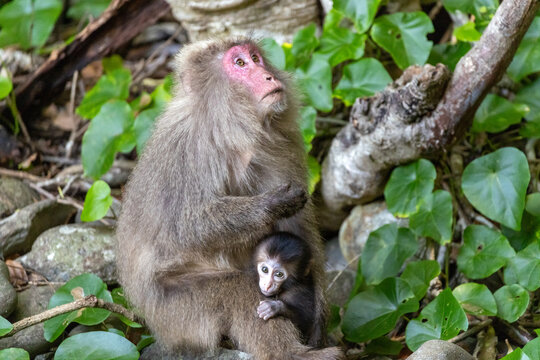 a female Yakushima macaque with a young one clinging to its mother and looking at the camera