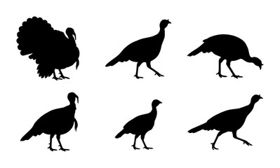 Obraz premium Turkey Silhouettes Collection, Bird Vector Icons, Wildlife Animal Graphics, Farm Poultry Graphics