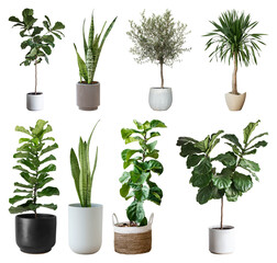 Obraz premium PNG Diverse indoor potted plant collection on transparent background