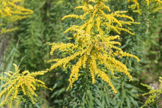 yellow goldenrod (Solidago canadensis) in a field