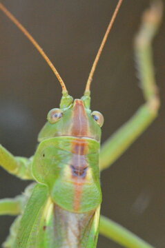 Green grasshopper close up resting on a plant