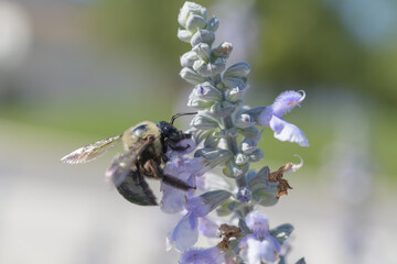 bee on a flower © eugen