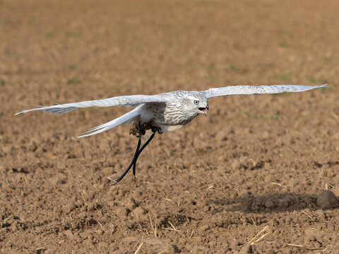 Accipiter Gentilis Albidus Kamchatka Goshawk falconry bird of prey