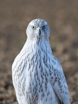 Accipiter Gentilis Albidus Kamchatka Goshawk falconry bird of prey
