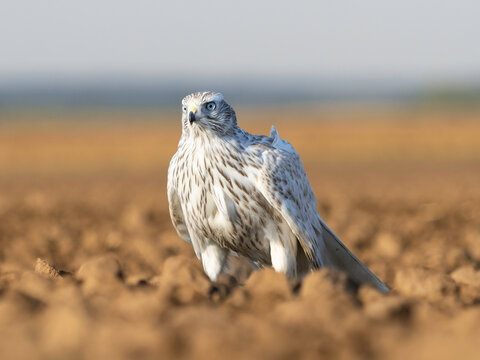 Accipiter Gentilis Albidus Kamchatka Goshawk falconry bird of prey