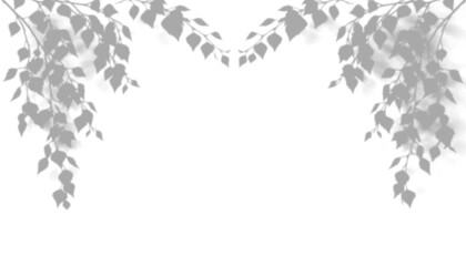 Fototapeta premium Shadow of birch tree branches isolated on transparent background
