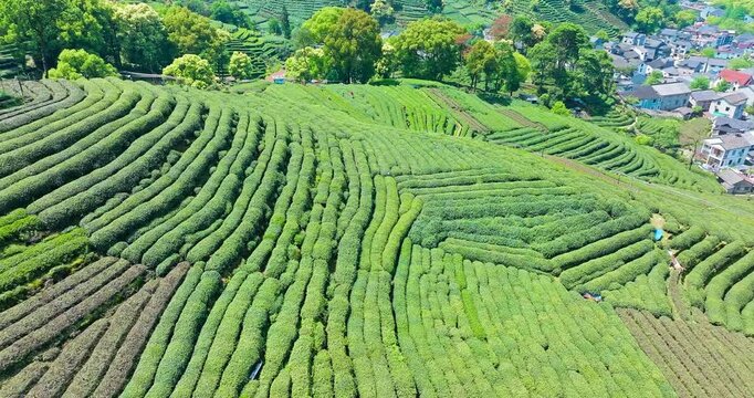Aerial view of terraced green tea plantation rows across rolling hills beside a rural village under bright sunny daylight.