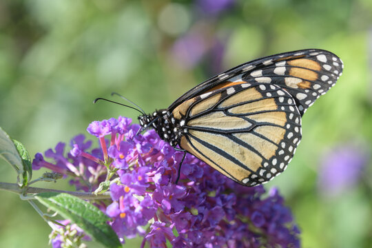 Danaus plexippus nectaring on a purple Buddleia davidii