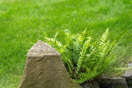 A bushy fern plant grows beside a large stone on a manicured green lawn, its fronds catching bright sunlight.