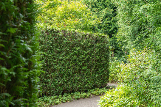 A tall, neatly trimmed green hedge wall stands beside a curving garden path, framed by taller trees and dense foliage.