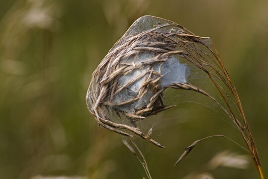 Macro shot of spider web silk cocoon wrapped around dry grass stem in meadow.