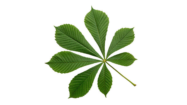 Green horse chestnut tree leaf branch botany isolated on transparent background