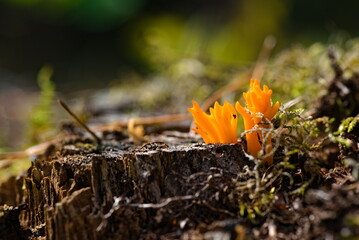 Bright yellow staghorn fungus calocera viscosa growing on decaying wood stump. © Micha