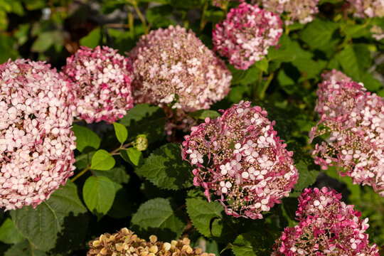 Pink flowering Hydrangea arborescens Pink Annabelle fills garden display with rounded flower clusters. Ornamental gardening, landscape design, seasonal planting and colorful garden decoration.