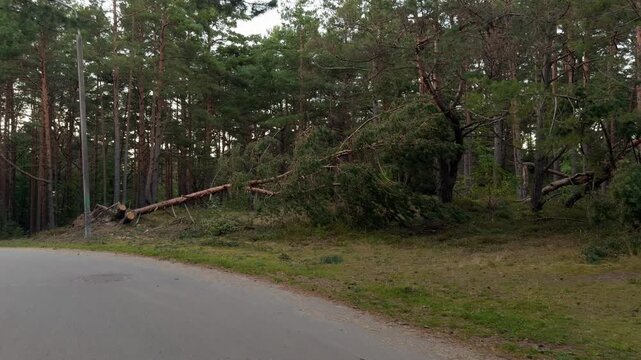 Fallen pine tree beside curving forest road in quiet temperate woodland under muted overcast light