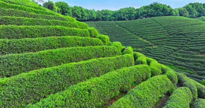 Lush green tea plantation terraces spread across rolling hills with dense tree borders under soft daylight.