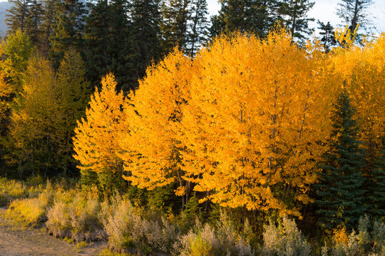 Canada, Alberta, Banff National Park.  Bright yellow foliage on aspen trees marks the beginning of autumn, Cave and Basin National Historic Site