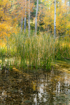 Canada, Alberta, Banff National Park.  Birch trees and tall grasses at the Cave and Basin National Historic Site