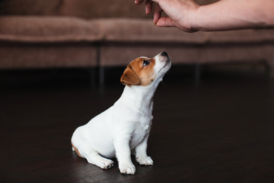 Young Jack Russell dog sits alertly and gazes at small treat between human fingers, showing eager concentration. Puppy keeps front paws planted and neck extended across dark wooden floor.